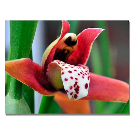 Trademark Fine Art Kurt Shaffer 'Little Red Orchid' Canvas Art, 24x32 KS443-C2432GG